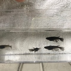 ②2【ヒレ長オロチ】針子 10匹 メダカの画像