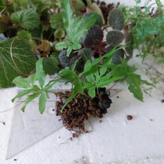テラリウム用植物　汚れ、虫食い、徒長等有りの画像