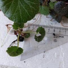 テラリウム用植物　汚れ、虫食い、徒長等有りの画像