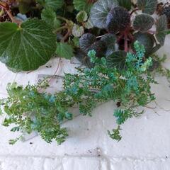 テラリウム用植物　汚れ、虫食い、徒長等有りの画像