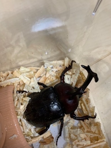 カブトムシ　成虫ペア　1000円