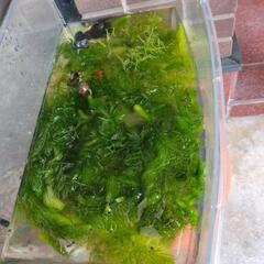 （終了）水草・金魚藻・メダカ草の画像