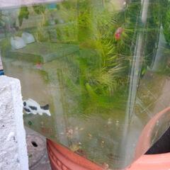 （終了）水草・金魚藻・メダカ草
