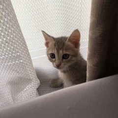 キジトラの子猫 里親募集