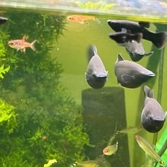 【土日・手渡し限定】1匹50円(値下げしました)から　ブラックモーリーの画像