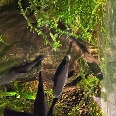 【土日・手渡し限定】1匹50円(値下げしました)から　ブラックモーリーの画像