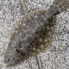 平日に釣りを共有できる方いませんか？