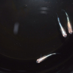 メダカ稚魚 各種の画像