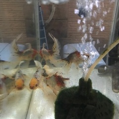 金魚　関東東錦　明け2歳　残り4匹