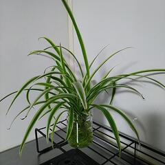 多肉植物、観葉植物等剪定で切り取った子や子株を譲って頂けませんか？