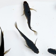 サタンめだか　幼魚10匹