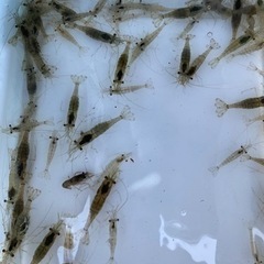 ウナギ　うなぎ　鰻　ペット　飼育　水槽の画像