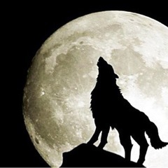 🌙🐺ミッドナイトウルフ2022