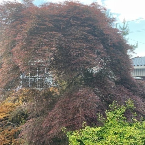 もみじ　紅葉　つつじ　躑躅　3本　バラでも大丈夫です