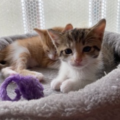 生後2ヶ月の子猫（女の子）の里親募集します