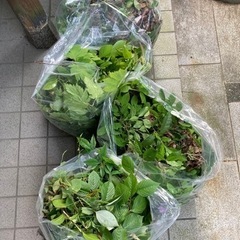 雑草や枯れ葉をいただけませんか？