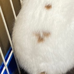 緊急里親してます。 - その他