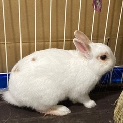 緊急里親してます。 − 東京都