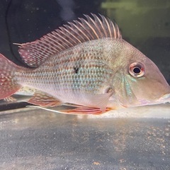 熱帯魚お売りしますの画像