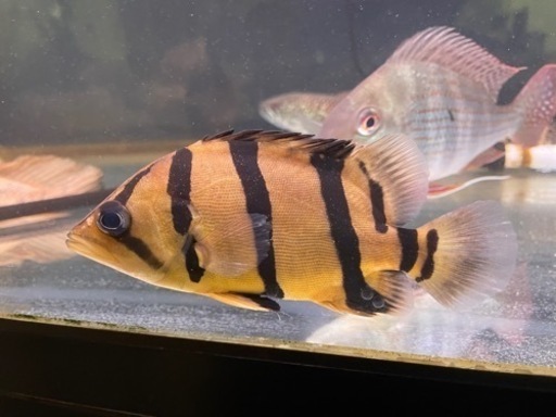 熱帯魚お売りします