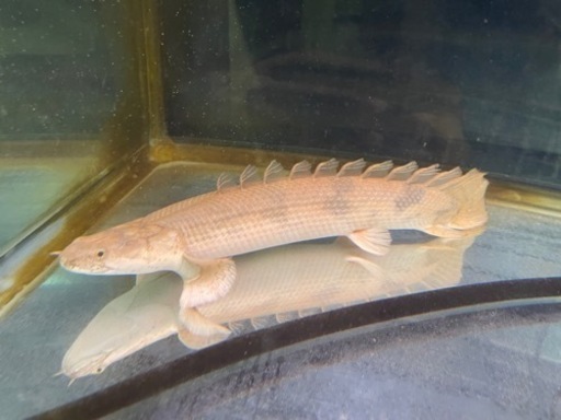 熱帯魚お売りします