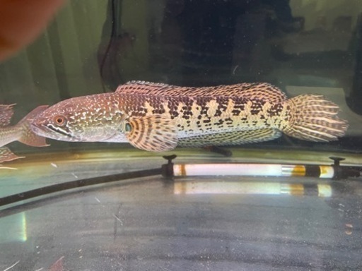 熱帯魚お売りします