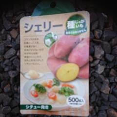 ジャガイモ じゃがいも 芽だし苗シェリー 6ポットセット (家庭...