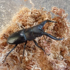 アマミノコギリクワガタ♂♀ペア