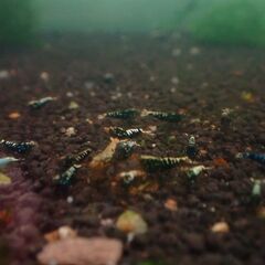 シュリンプ各種　格安出品致します　レッドビー　レッドシャドー　ピント　ターコイズの画像