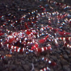 シュリンプ各種　格安出品致します　レッドビー　レッドシャドー　ピント　ターコイズの画像