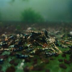 シュリンプ各種　格安出品致します　レッドビー　レッドシャドー　ピント　ターコイズの画像