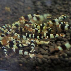 シュリンプ各種　格安出品致します　レッドビー　レッドシャドー　ピント　ターコイズの画像