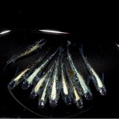 【富士天めだか】メダカ　販売　めだか　各種　成魚　針子　稚魚　卵　などお気軽にお問い合わせください！の画像