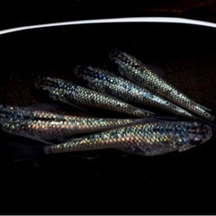 【富士天めだか】メダカ　販売　めだか　各種　成魚　針子　稚魚　卵　などお気軽にお問い合わせください！の画像