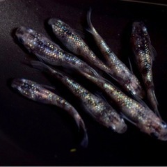【富士天めだか】メダカ　販売　めだか　各種　成魚　針子　稚魚　卵　などお気軽にお問い合わせください！の画像