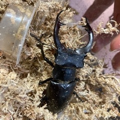 ヨーロッパミヤマ　アクベシアヌス