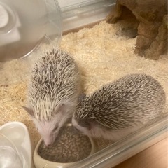 ハリネズミ♀2匹