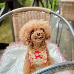 京都市内で犬友さん募集🐾