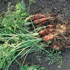 廃野菜、余剰野菜、伸びすぎ、根野菜の葉のみ、ひょろひょろ株、餌になる雑草 - 町田市