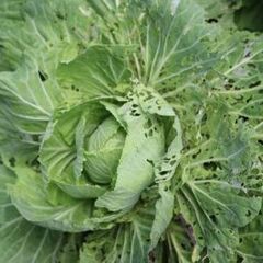 廃野菜、余剰野菜、伸びすぎ、根野菜の葉のみ、ひょろひょろ株、餌になる雑草 − 東京都