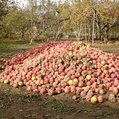 廃野菜、余剰野菜、伸びすぎ、根野菜の葉のみ、ひょろひょろ株、餌になる雑草 - 助け合い