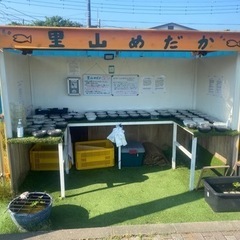 メダカとミジンコ　里山めだか　5/23出品
