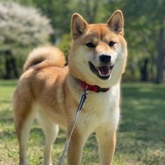 ⚠︎引っ越し日が近づいているのですぐにでも飼っていただける方探し...