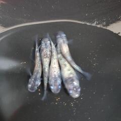 白ぶちラメ めだか 有精卵5０個ゾウリムシ付き