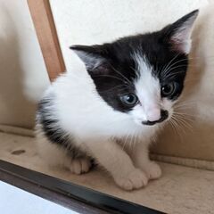 1ヶ月半の仔猫