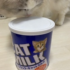 キャットミルク