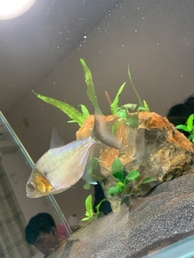 ピラニア　マヌエリ