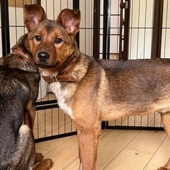 🐶シンバくん♥の里親様募集🐶