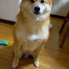 家族として迎えいれてくださる方募集します。 - 狭山市