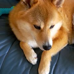 家族として迎えいれてくださる方募集します。 - 犬